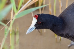 Knobbelmeerkoet