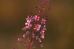 Wilgenroosje