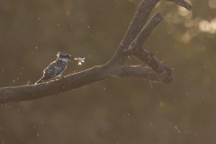 DJJ_0783-3-JPG-groot-2