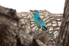 DJJ_4072-1-JPG-groot-2