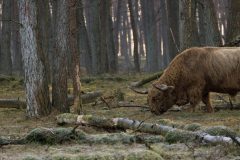 Schotse hooglander
