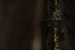 Appelvink