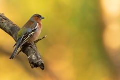 Vink