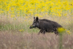 Wild zwijn