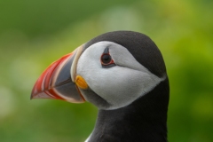 Papegaaiduiker