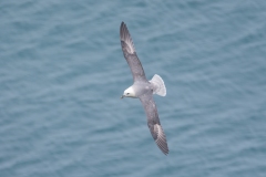 Noordse stormvogel
