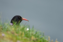 Alpenkraai