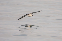 Noordse pijlstormvogel